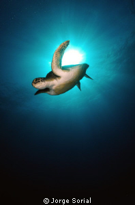 Just have to wait until the Green turtle swims in front o... by Jorge Sorial 